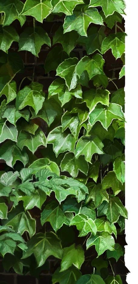 Ivy — Observational Study