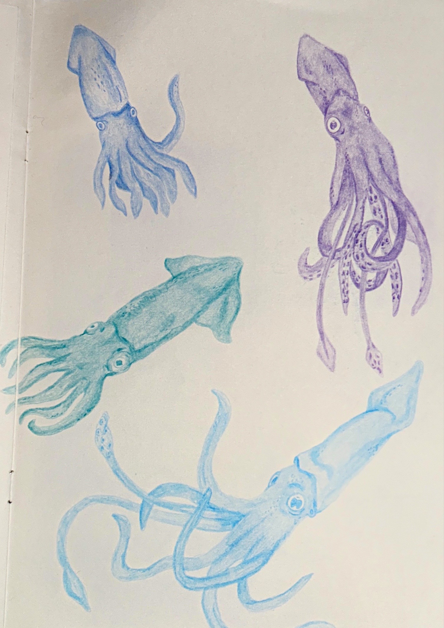Squid Studies