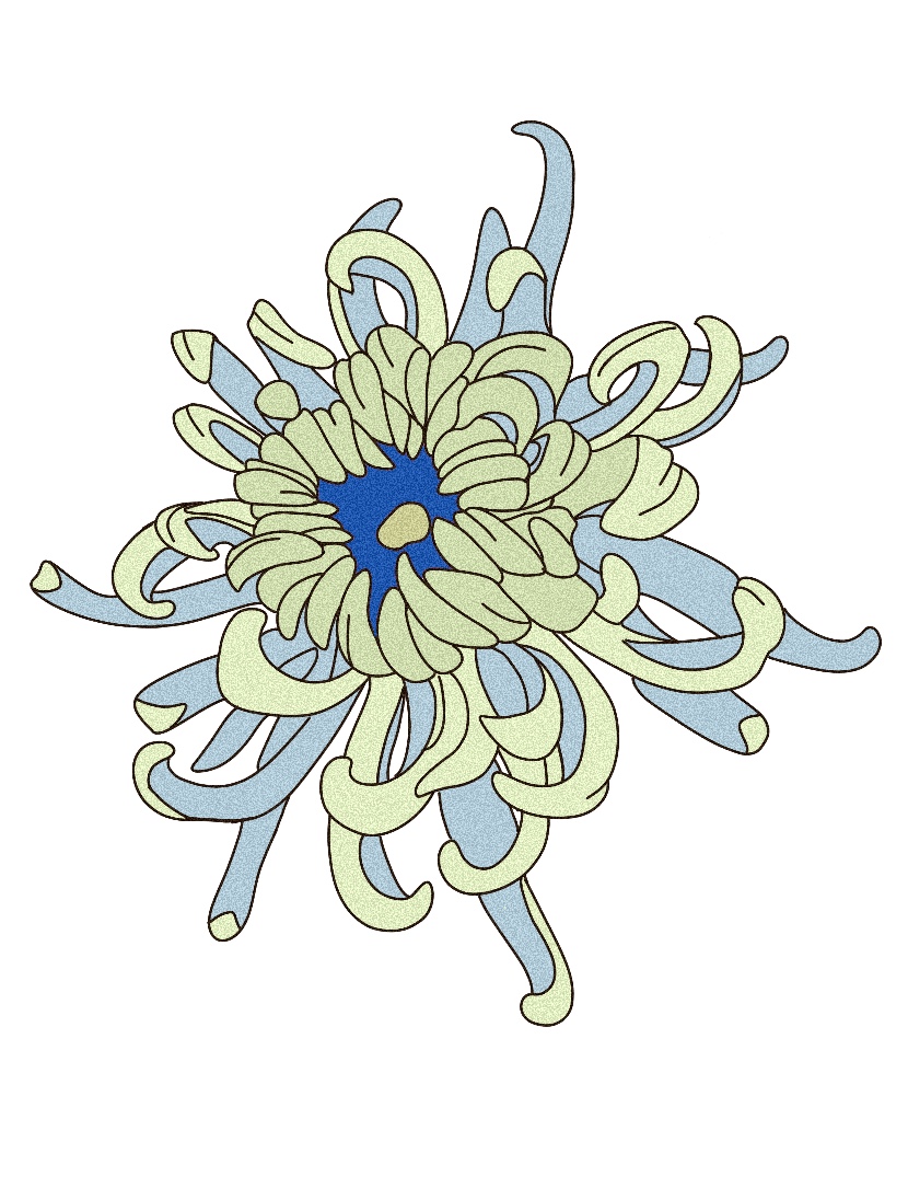 Chrysanthemum IV